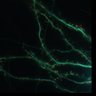 Thumbnail for Fig3F_Lifeact-EGFP_tagRFP-dEVH2_distribution