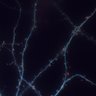 Thumbnail for Fig4B_distribution_Lifeact-EGFP_tagRFP-GAB_mutantVASP