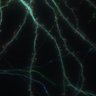 Thumbnail for Fig4D_distribution_Lifeact-EGFP_tagRFP-GAB_mutantCOCO