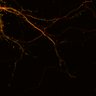 Thumbnail for dataset Fig5A_EGFP-VASP_tagRFP-dEVH1