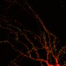 Thumbnail for Fig5C_EGFP-actin_control