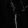 Thumbnail for dataset Fig5i_spines_SIM_EGFP_control4