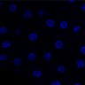 Thumbnail for dataset Fig4H_w_E3rd