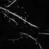 Thumbnail for dataset Fig5j_spines_SIM_EGFP_tagRFP-dEVH1_4