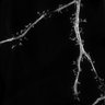 Thumbnail for dataset Fig5j_spines_SIM_EGFP_tagRFP-dEVH1_7
