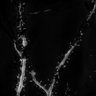 Thumbnail for Fig5j_spines_SIM_EGFP_tagRFP-dEVH1_9