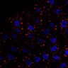Thumbnail for dataset Fig4H_w_E3rd_ST4hr