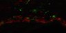 Thumbnail for dataset SuppFig4a_SVZ4_40z