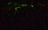 Thumbnail for dataset SuppFig4b_DG5_CtsB_40z