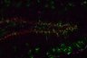 Thumbnail for dataset SuppFig4c_DG4_CtsL_20z