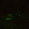 Thumbnail for dataset SuppFig4e_DG_60z