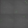 Thumbnail for dataset Supp_movie1_wt_24h