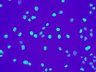 Thumbnail for dataset ActbKO1_DAPI