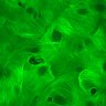 Thumbnail for dataset Figure1ab_epithelium_morphology