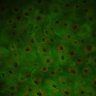 Thumbnail for dataset Figure3b_mitochondrial_0-4h