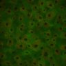 Thumbnail for dataset Figure3b_mitochondrial_4h