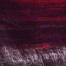 Thumbnail for Fig2A_myogenicCell_migration_lapse1