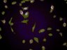 Thumbnail for dataset ActbKO2_MkI1