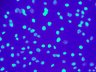 Thumbnail for dataset control_DAPI
