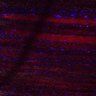 Thumbnail for dataset Fig2BC_myogenicCell_migration_N3_5dpi_lapse3