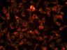 Thumbnail for dataset control_Mkl1