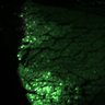 Thumbnail for dataset Fig3B_myogenicCell_control_N1