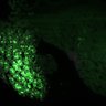 Thumbnail for dataset Fig3B_myogenicCell_MEKi_N3