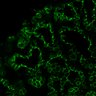 Thumbnail for dataset Fig1A_E17