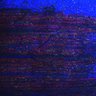 Thumbnail for dataset Fig4A_myogenicCell_Fucci_N1_5dpi