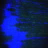 Thumbnail for Fig4A_myogenicCell_Fucci_N2_2dpi