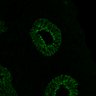 Thumbnail for dataset Fig1C_E14