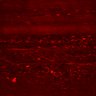 Thumbnail for dataset Fig4CD_myogenicCell_Fucci_N2