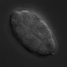 Thumbnail for dataset RNAi_R12B2.4_040819_01