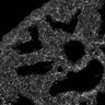 Thumbnail for dataset Fig1C_E17