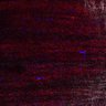 Thumbnail for Fig5_myogenicCell_CDK1_2i_N2_lapse4