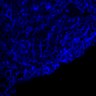 Thumbnail for dataset Fig1E-E14