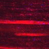 Thumbnail for dataset Fig5_myogenicCell_CDK1_2i_N3_lapse2