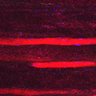 Thumbnail for dataset Fig5_myogenicCell_CDK1_2i_N3_lapse5