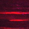 Thumbnail for Fig5_myogenicCell_CDK1_2i_N3_lapse8