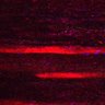 Thumbnail for dataset Fig5_myogenicCell_CDK1_2i_N3_lapse9