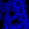 Thumbnail for dataset Fig1E-E17
