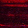 Thumbnail for dataset Fig5_myogenicCell_CDK1i_N1_lapse1