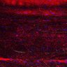 Thumbnail for dataset Fig5_myogenicCell_CDK1i_N1_lapse2
