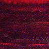 Thumbnail for dataset Fig5_myogenicCell_CDK1i_N1_lapse4