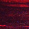 Thumbnail for dataset Fig5_myogenicCell_CDK1i_N1_lapse6
