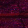 Thumbnail for dataset Fig5_myogenicCell_CDK1i_N2_lapse3