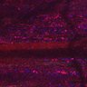Thumbnail for dataset Fig5_myogenicCell_CDK1i_N2_lapse6