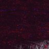 Thumbnail for Fig5_myogenicCell_CDK1i_N3_lapse1