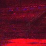 Thumbnail for dataset Fig5_myogenicCell_CDK4_6i_N1_lapse2
