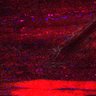Thumbnail for dataset Fig5_myogenicCell_CDK4_6i_N1_lapse5